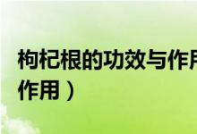 枸杞根的功效與作用泡水喝(枸杞根的功效與作用)