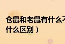 倉鼠和老鼠有什么不同的特點（倉鼠和老鼠有什么區(qū)別）