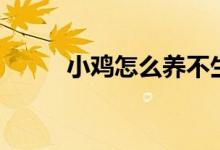 小雞怎么養(yǎng)不生?。ㄐ‰u怎么養(yǎng)）