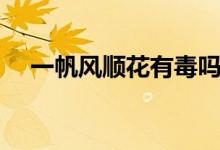 一帆風(fēng)順花有毒嗎（一帆風(fēng)順花有毒嗎）
