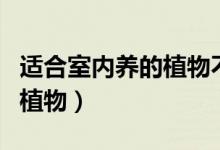 適合室內(nèi)養(yǎng)的植物不用光照的（適合室內(nèi)養(yǎng)的植物）