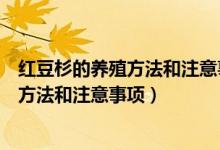 紅豆杉的養(yǎng)殖方法和注意事項樹可以施肥嗎（紅豆杉的養(yǎng)殖方法和注意事項）