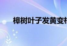 樟樹葉子發(fā)黃變枯怎么回事（樟樹葉）
