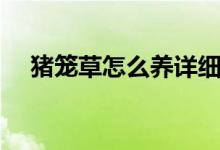 豬籠草怎么養(yǎng)詳細解說（豬籠草怎么養(yǎng)）