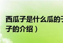 西瓜子是什么瓜的子(關(guān)于西瓜子是什么瓜的子的介紹)