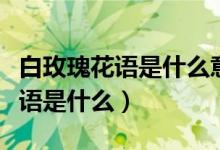 白玫瑰花語(yǔ)是什么意思女生送男生（白玫瑰花語(yǔ)是什么）