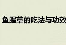 魚腥草的吃法與功效與作用（魚腥草的吃法）