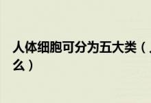 人體細(xì)胞可分為五大類(lèi)（人體細(xì)胞的分類(lèi)和功能分別都是什么）