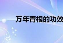 萬(wàn)年青根的功效與作用（萬(wàn)年青根）