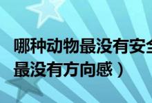 哪種動(dòng)物最沒有安全感腦筋急轉(zhuǎn)彎（哪種動(dòng)物最沒有方向感）