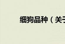 細狗品種（關于細狗品種的介紹）