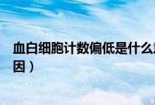血白細胞計數偏低是什么意思（血白細胞計數偏低是什么原因）