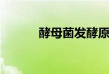 酵母菌發(fā)酵原理（酵母菌發(fā)酵）