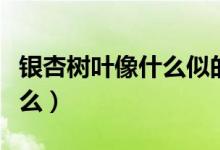 銀杏樹(shù)葉像什么似的什么造句（銀杏樹(shù)葉像什么）
