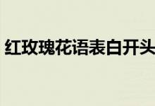 紅玫瑰花語表白開頭語（紅玫瑰花語是什么）