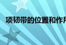 項(xiàng)韌帶的位置和作用（項(xiàng)韌帶由什么形成）