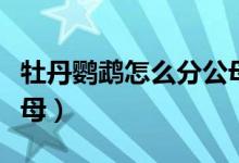 牡丹鸚鵡怎么分公母綠色（牡丹鸚鵡怎么分公母）