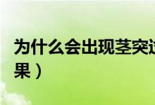 為什么會(huì)出現(xiàn)莖突過長（莖突過長會(huì)有什么后果）