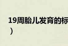 19周胎兒發(fā)育的標準值（19周胎兒發(fā)育情況）
