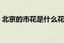 北京的市花是什么花?。ū本┑氖谢ㄊ鞘裁矗?class=
